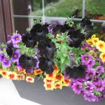 Black Petunias in St Moritz