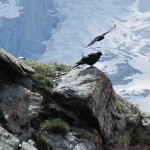 Crows above Zermat